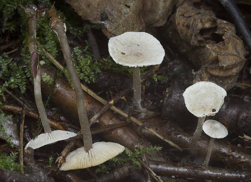 Tephrocybe platypus